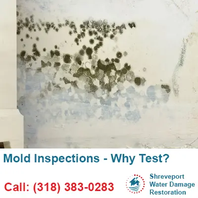 Mold Inspections